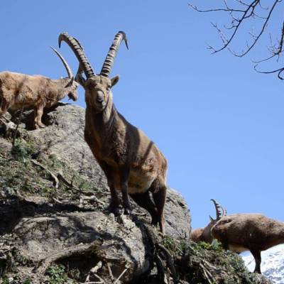 ibex-spotting-on-walk-in-Southern-French-Alps copy.jpg